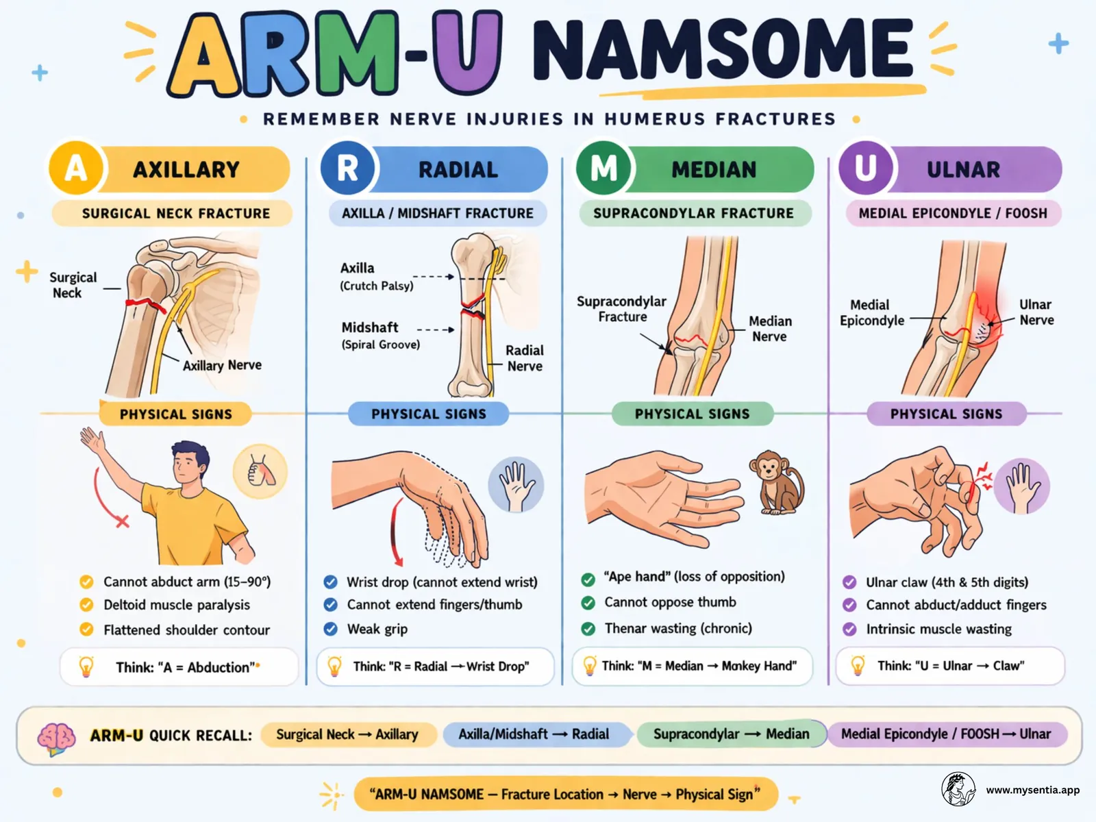 Upper Extremity Nerve Injuries: High-Yield Guide to Axillary, Radial, Median, and Ulnar Nerve Lesions