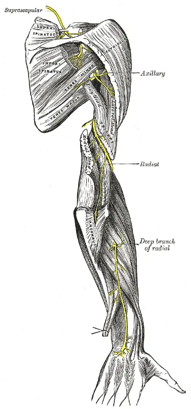 Posterior view of the shoulder and arm showing the suprascapular, axillary and radial nerves